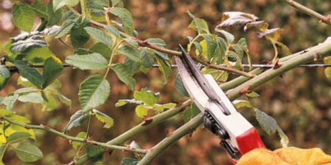 Как да отрежете катереща роза през пролетта: важни нюанси + инструкции стъпка по стъпка